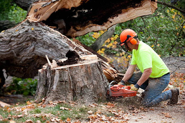 Melwood, MD Tree Services Company